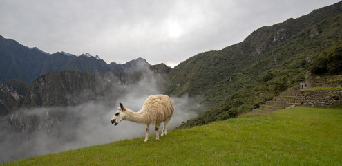 Llama in the mist at Machu Picchu in Peru South America