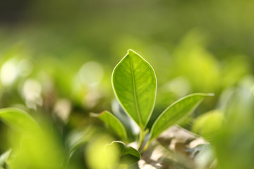 Natural green plants landscape using as a background or wallpaper,Closeup nature view of green leaf in garden at summer under sunlight