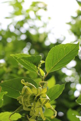 Melodorum fruticosum Lour in garden