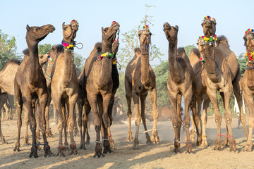 Camels in desert Thar during Pushkar Camel Fair, Rajasthan, India