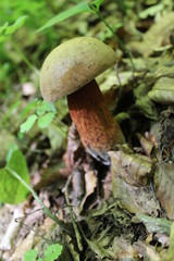 mushroom in the forest