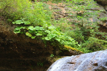 Fototapeta premium stream in forest