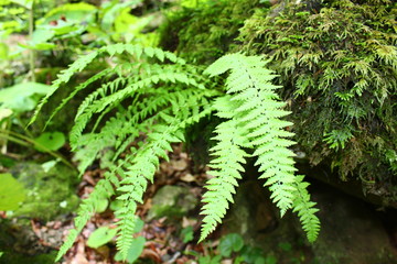 fern in forest