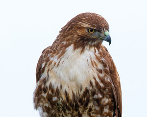 Very close view of a red-tailed hawk, seen in the wild in North California
