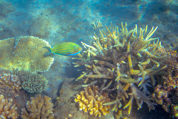 Naklejka na ściany i meble Yellow blue surgeonfish in tropical seashore underwater photo. Coral reef animal. Warm sea shore nature