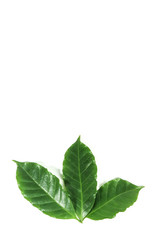 Naklejka na ściany i meble Leaf Arabica coffee Close up
