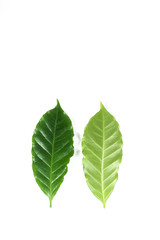 Naklejka na ściany i meble Leaf Arabica coffee Close up