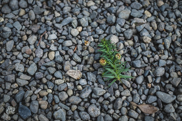 Fallen leaf on pebble stone ground in Japan