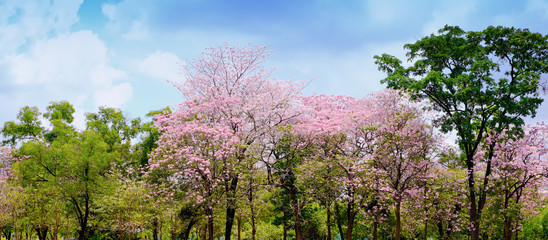 Fototapeta premium The nature of the city park