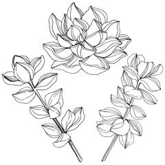 Vector Succulent floral botanical flower. Black and white engraved ink art. Isolated succulents illustration element.