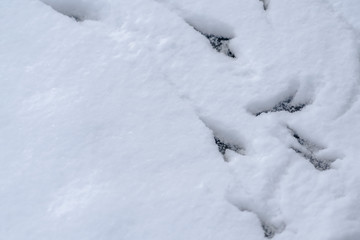 Fototapeta na wymiar Animal foot prints on deep layer of powdery snow