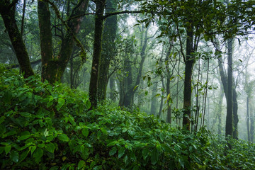 Naklejka premium Tropical rain forest