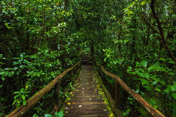 Wooden bridge walkway in to the rain forest