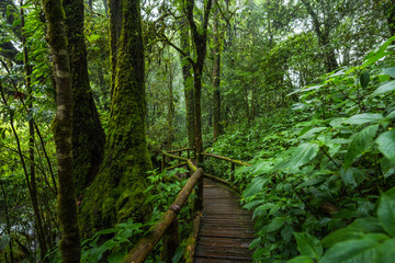 Wooden bridge walkway in to the rain forest - obrazy, fototapety, plakaty