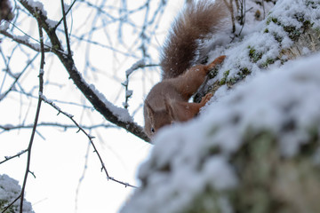 red squirrel, Sciurus vulgaris, eating, running on a branch and ground on snow during winter, january in scotland.