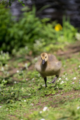Young canadian goose