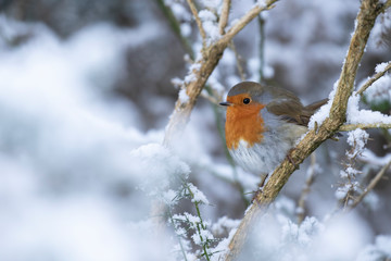 Robin, Erithacus rubecula, redbreast, perched on branches in snow during winter in january,...