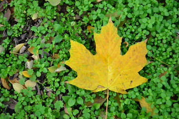  Autumn leaf on a background of grass