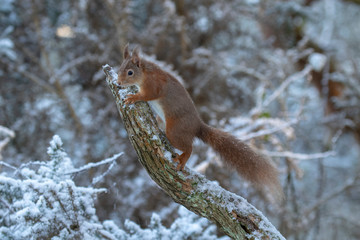 Fototapeta na wymiar red squirrel, Sciurus vulgaris, eating, running on a branch and ground on snow during winter, january in scotland.