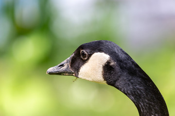 portrait of canadian goose