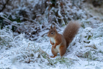 Naklejka na ściany i meble red squirrel, Sciurus vulgaris, eating, running on a branch and ground on snow during winter, january in scotland.