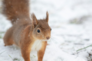 Naklejka na ściany i meble red squirrel, Sciurus vulgaris, eating, running on a branch and ground on snow during winter, january in scotland.