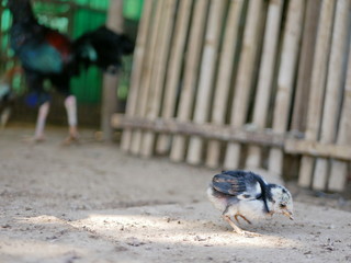 Obraz premium Sick little baby chick was left behind / alone in a chicken coop
