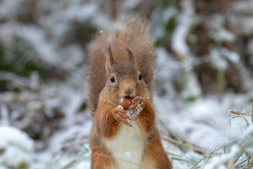 red squirrel, Sciurus vulgaris, eating, running on a branch and ground on snow during winter, january in scotland.