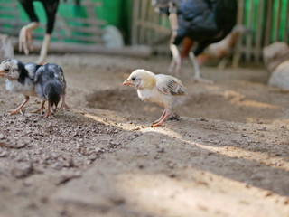 Selective focus of little baby chicks in a chicken coop in a poultry farm in a rural area in Thailand