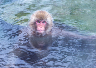 Naklejka premium The Snow Monkey