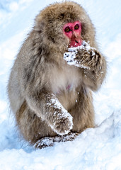 The Snow Monkey