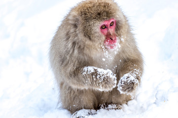 Naklejka premium The Snow Monkey