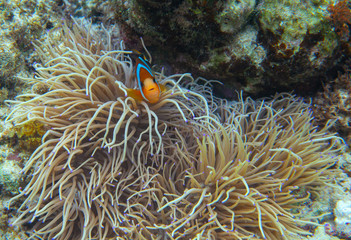 Orange clownfish in actinia. Coral reef underwater photo. Nemo fish in anemone. Tropical seashore snorkeling or diving
