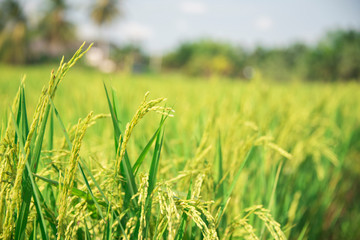 Close up of green rice plant growing with soft light morning.