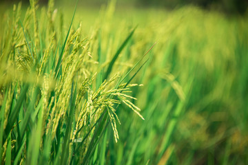 Close up of green rice plant growing with soft light morning.