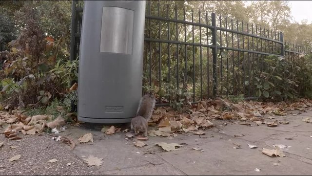Squirrel coming out of a trash bin in Putney Bridge park, London