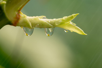 Fototapeta premium Sapling on a green background