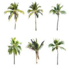 Fototapeta na wymiar Coconut tree seedling isolated on white background