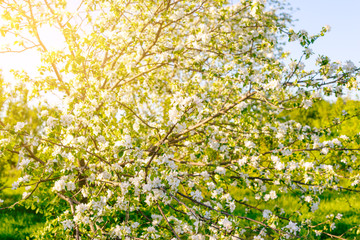 Beautiful apple tree branch with sun