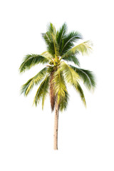 Coconut tree seedling isolated on white background