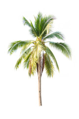 Fototapeta na wymiar Coconut tree seedling isolated on white background