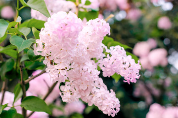 Close-up beautiful lilac flowers with the leaves. Beauty world.