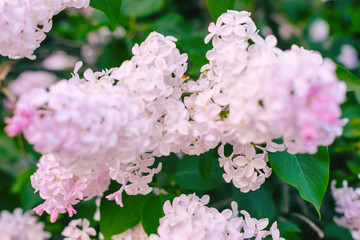 Close-up beautiful lilac flowers with the leaves. Beauty world.