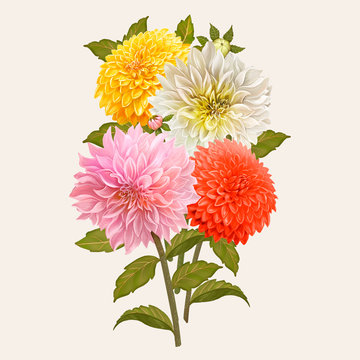 Mixed Dahlia flowers illustration
