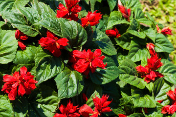Picture, flower salvia red ,colourful beautiful in garden.