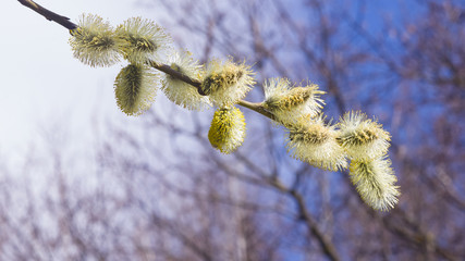 Branch of blossoming willow with catkins on bokeh background, selective focus, shallow DOF