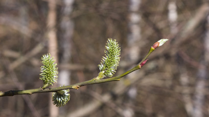 Branch of blossoming willow with catkins on bokeh background, selective focus, shallow DOF