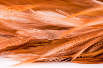 Chicken feathers in soft and blur style for the background