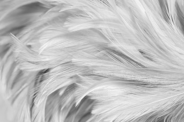 Gray chicken feathers in soft and blur style for the background, black and white