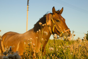 The horse walks in the field. Beautiful horse for a walk.